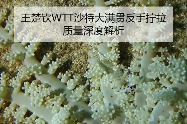 wang-chu-qin-sha-te-da-man-guan-fan-shou-ning-la-zhi-liang-shen-du-jie-xi-2-302.jpg